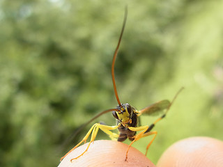 Amblyteles armatorius
