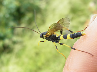 Amblyteles armatorius