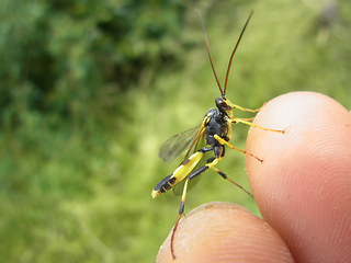 Amblyteles armatorius