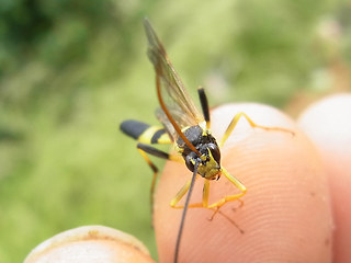 Amblyteles armatorius