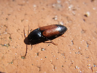 Ampedus balteatus