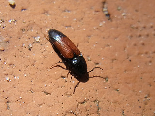 Ampedus balteatus