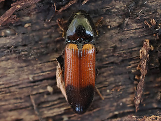 Ampedus balteatus
