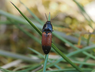 Ampedus balteatus