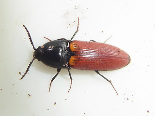 Ampedus pomorum