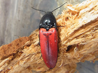 Ampedus sanguineus