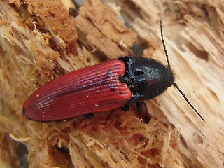 Ampedus sanguineus