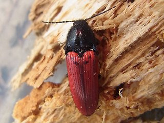 Ampedus sanguineus