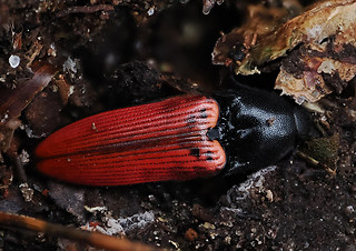 Ampedus sanguineus