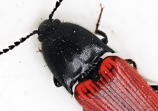 Ampedus sanguineus