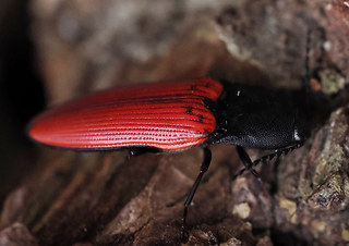 Ampedus sanguineus