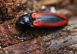 Ampedus sanguinolentus