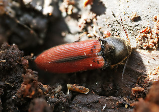Ampedus sanguinolentus