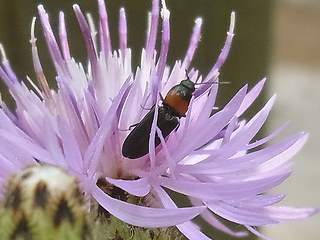 Ampedus sinuatus