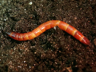 Ampedus sp.