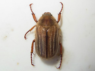 Amphimallon solstitiale