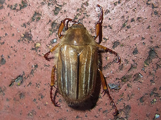 Amphimallon solstitiale