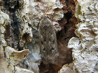 Anacampsis sp.