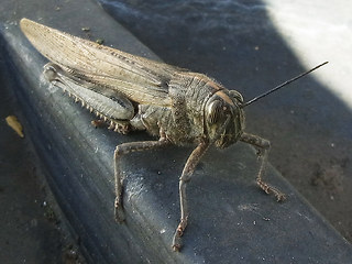 Anacridium aegyptium