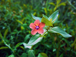 Anagallis arvensis