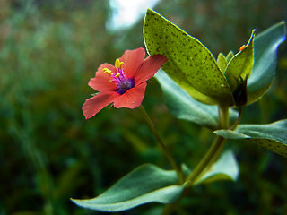 Anagallis arvensis