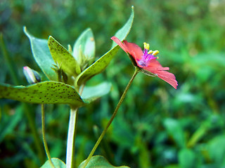 Anagallis arvensis