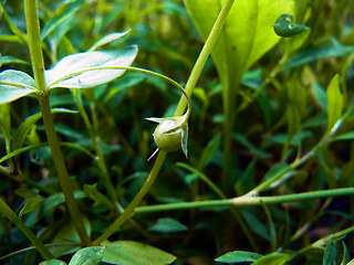 Anagallis arvensis