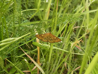 Anania verbascalis