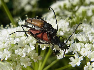 Anastrangalia sanguinolenta