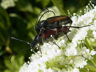 Anastrangalia sanguinolenta