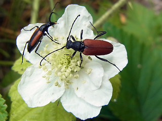 Anastrangalia sanguinolenta