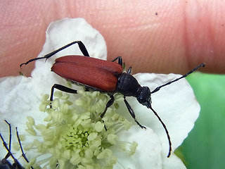 Anastrangalia sanguinolenta