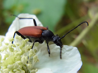 Anastrangalia sanguinolenta