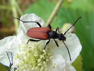 Anastrangalia sanguinolenta