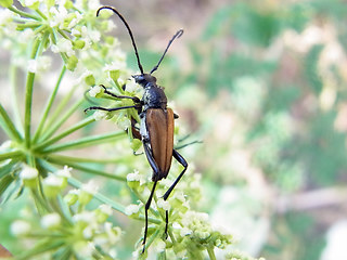 Anastrangalia sanguinolenta