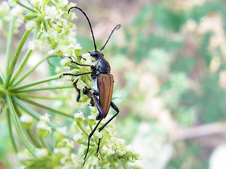 Anastrangalia sanguinolenta