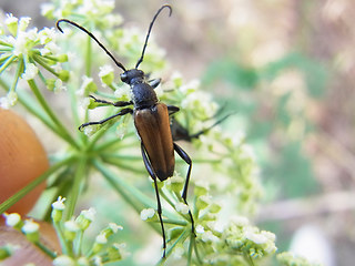 Anastrangalia sanguinolenta