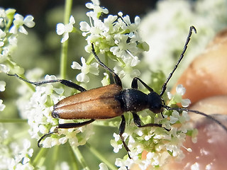 Anastrangalia sanguinolenta