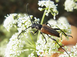 Anastrangalia sanguinolenta