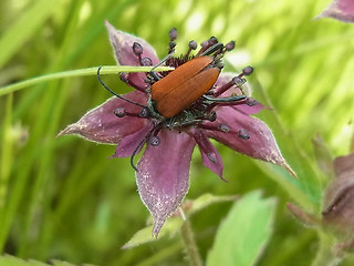 Anastrangalia sanguinolenta