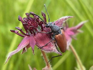 Anastrangalia sanguinolenta