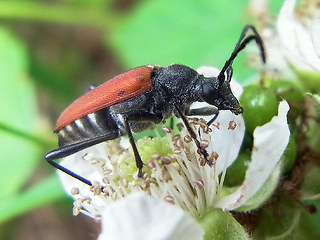 Anastrangalia sanguinolenta