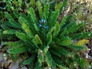 Anchusa arvensis