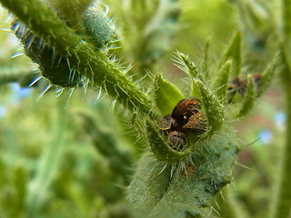 Anchusa arvensis