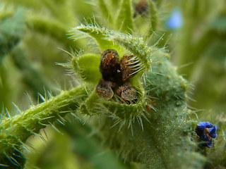 Anchusa arvensis