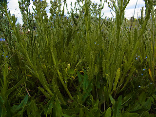 Anchusa arvensis