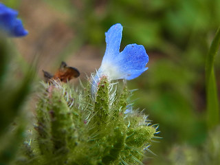 Anchusa arvensis