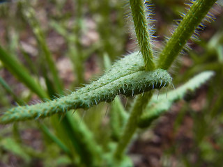 Anchusa arvensis