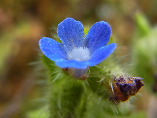 Anchusa arvensis