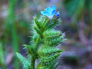 Anchusa arvensis